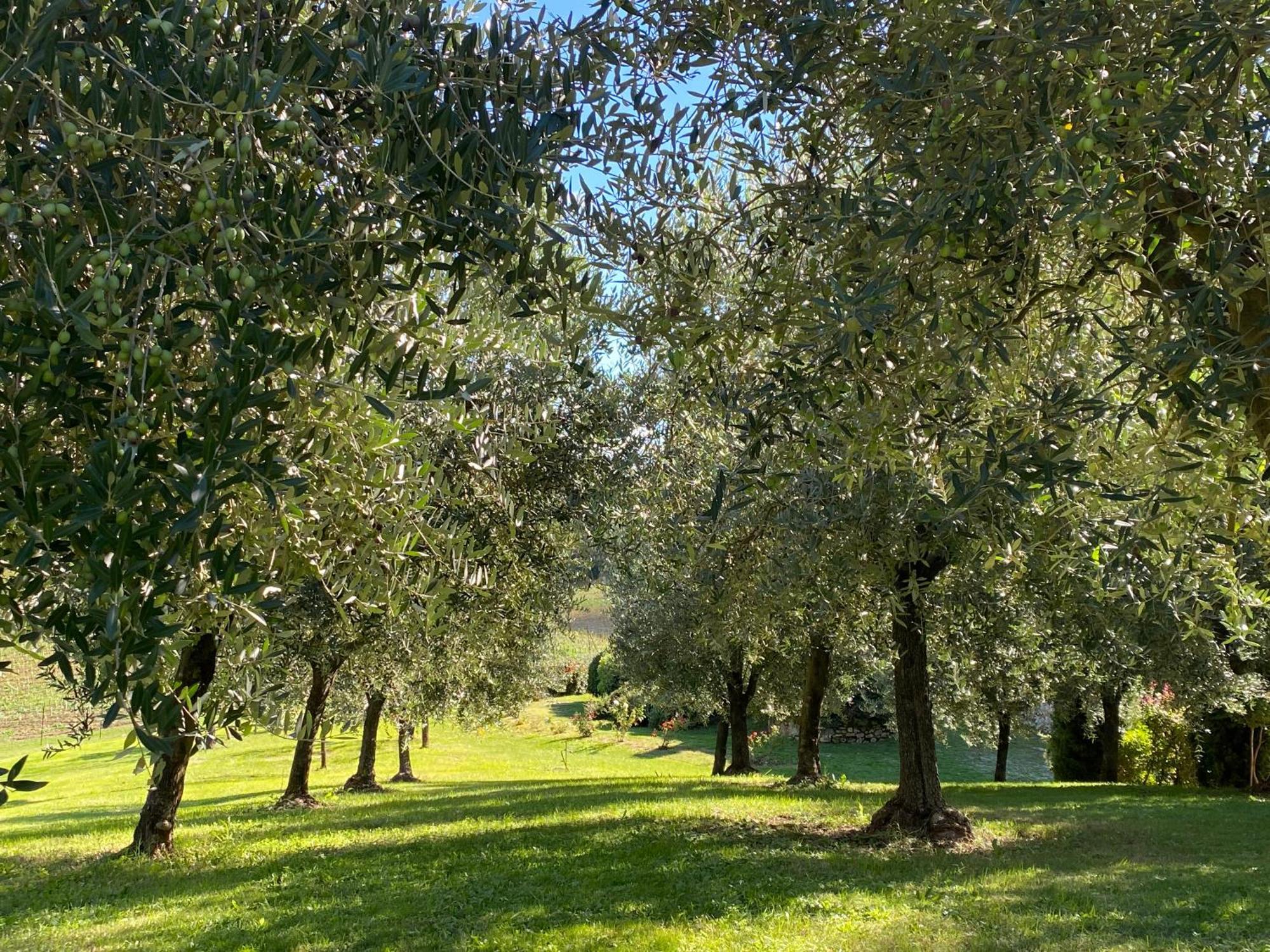 Podere Casanuova San Gimignano Eksteriør bilde