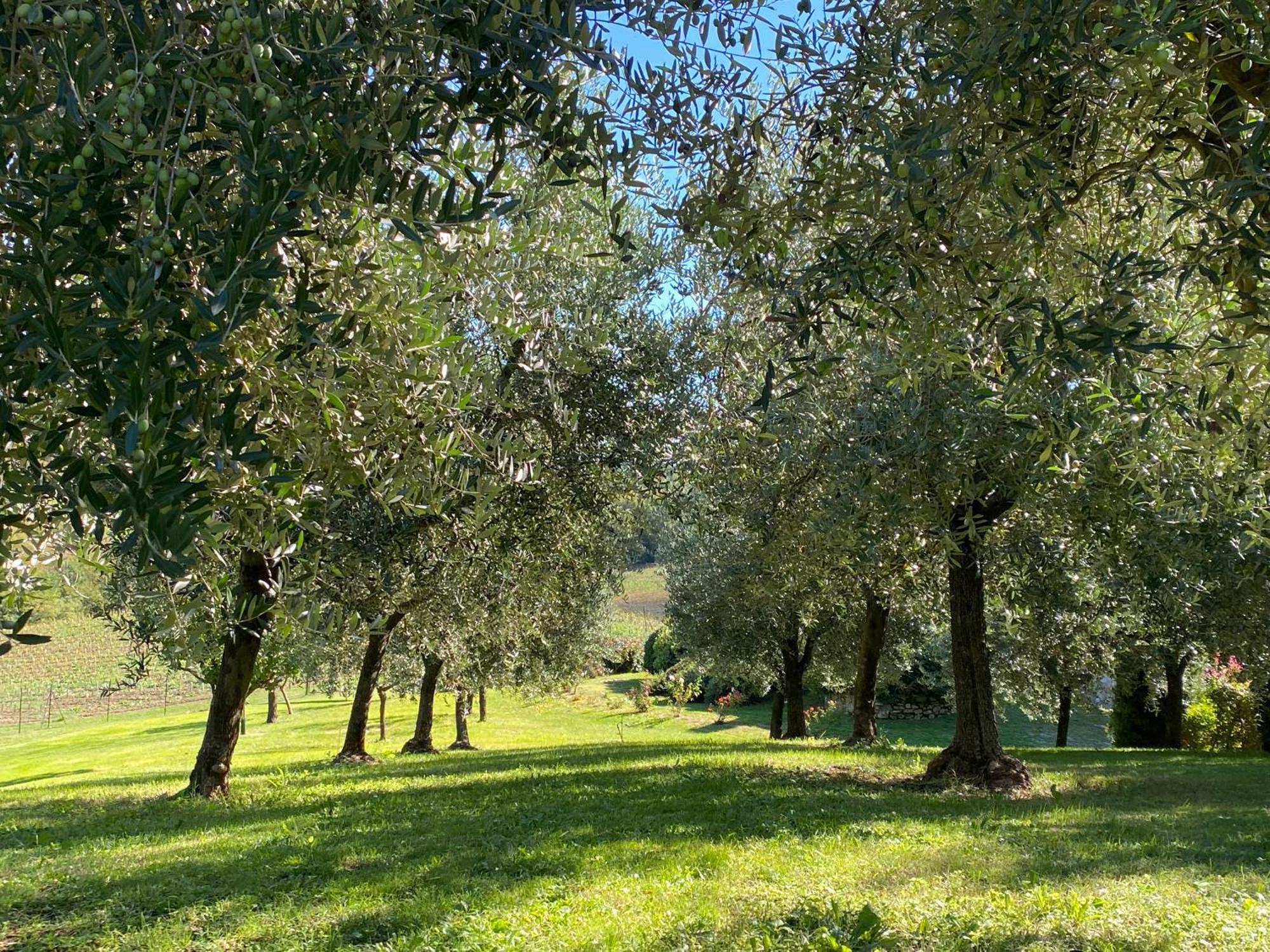 Podere Casanuova San Gimignano Eksteriør bilde