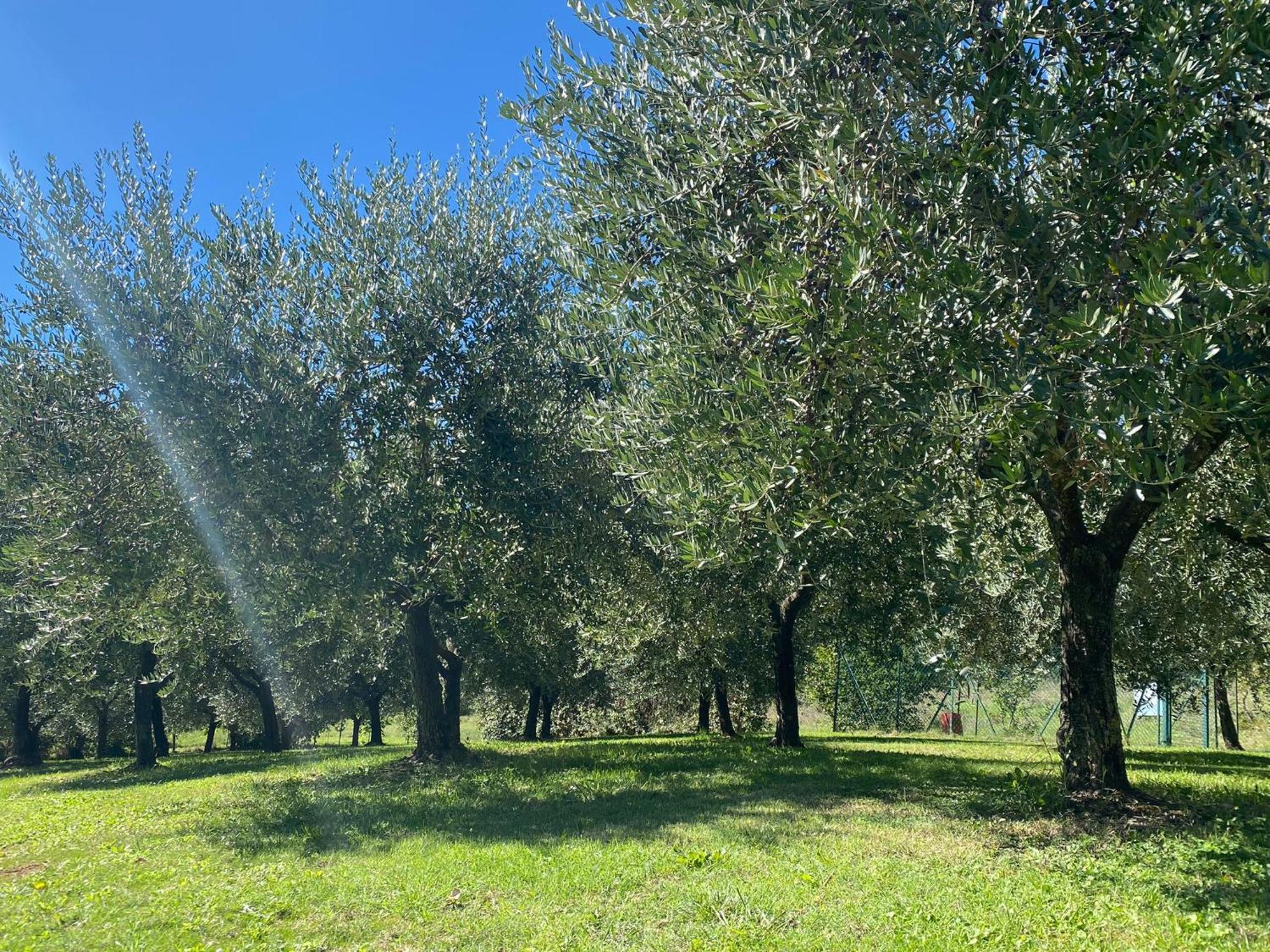Podere Casanuova San Gimignano Eksteriør bilde